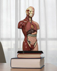 Гастроскопия, сигмоскопия, колоноскопия